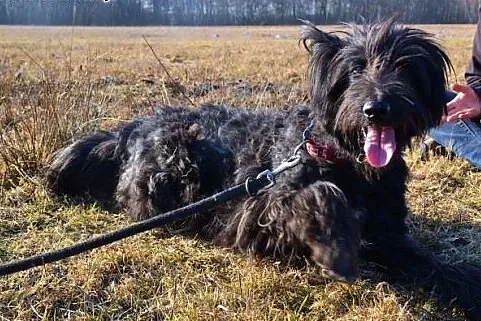 Charakterny Burgund czeka na szansę,  małopolskie 