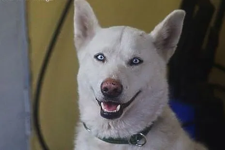 Alaska, husky szuka domu,  dolnośląskie Wrocław