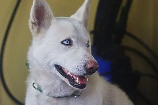 Alaska, husky szuka domu,  dolnośląskie Wrocław