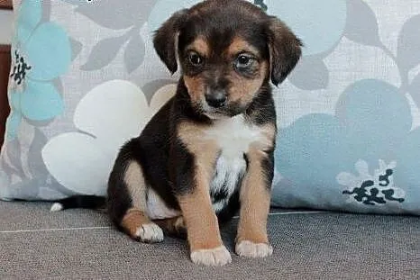 Marmi do adopcji,  śląskie Częstochowa