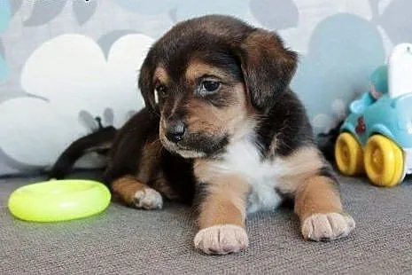 Marmi do adopcji,  śląskie Częstochowa