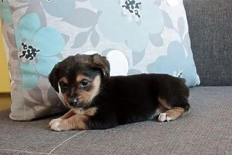 Marmi do adopcji,  śląskie Częstochowa