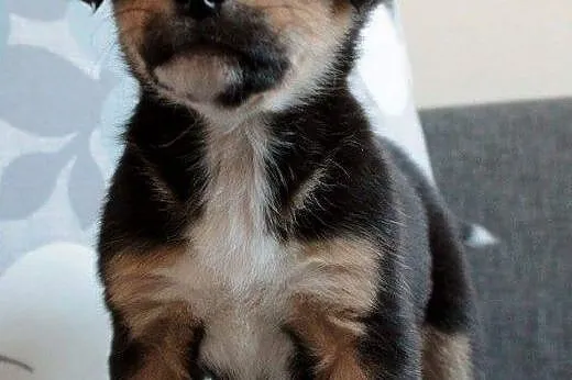 Marmi do adopcji,  śląskie Częstochowa