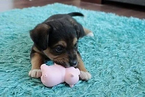 Marmi do adopcji,  śląskie Częstochowa
