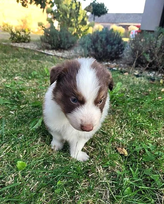 Piękne szczeniaki rasy Border Collie, Łódzkie, Grabów