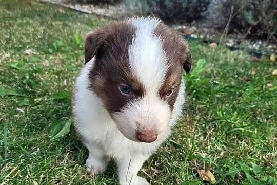 Piękne szczeniaki rasy Border Collie, Łódzkie, Grabów