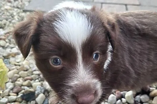 Piękne szczeniaki rasy Border Collie, Łódzkie, Grabów