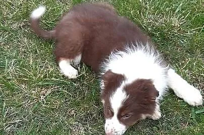 Piękne szczeniaki rasy Border Collie, Łódzkie, Grabów
