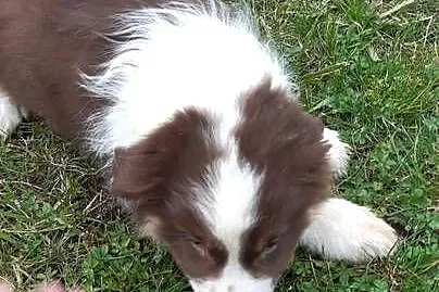 Piękne szczeniaki rasy Border Collie, Łódzkie, Grabów
