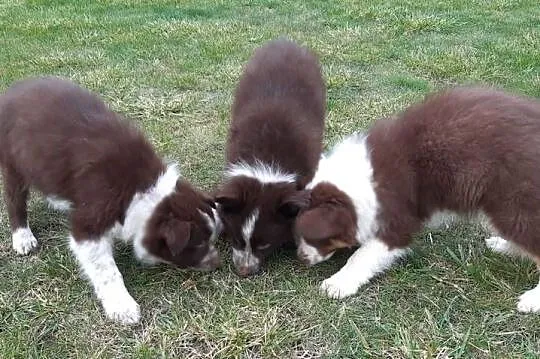 Piękne szczeniaki rasy Border Collie, Łódzkie, Grabów