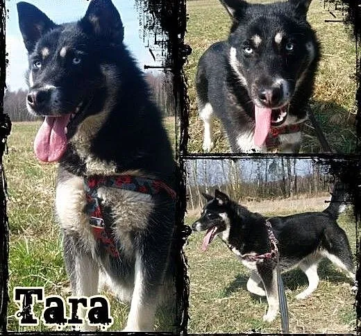 TARA- młoda, żywiołowa suczka mix husky do adopcji