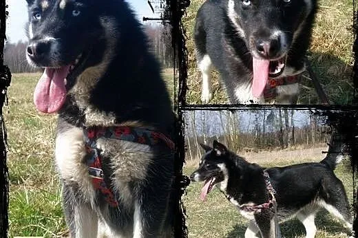 TARA- młoda, żywiołowa suczka mix husky do adopcji, mazowieckie Warszawa