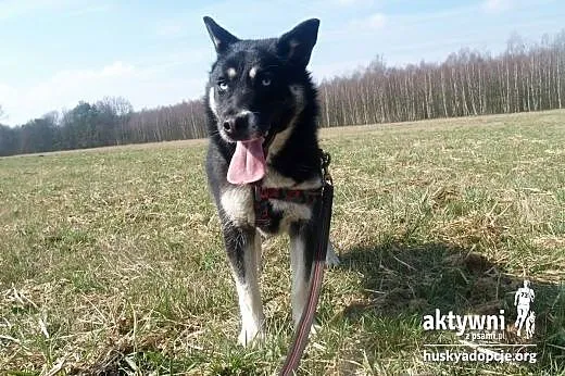 TARA- młoda, żywiołowa suczka mix husky do adopcji