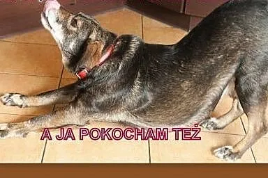 Maniek, pies  fajny w średnim wieku,  mazowieckie 