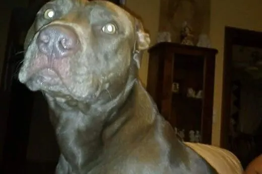 Pit bull red nose ZEUS szuka domu,  kujawsko-pomorskie Toruń