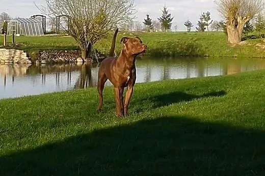 Pit bull red nose ZEUS szuka domu,  kujawsko-pomor