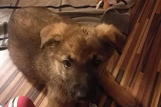 2 miesięczna Nela szuka domu! Będzie niewielkim ps
