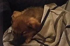 2 miesięczna Nela szuka domu! Będzie niewielkim ps
