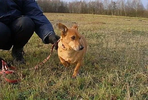 Malutki, wesoły Batmanek wciąż czeka na dom, mało