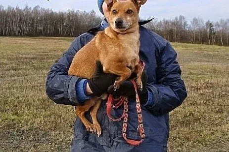 Malutki, wesoły Batmanek wciąż czeka na dom,  mało