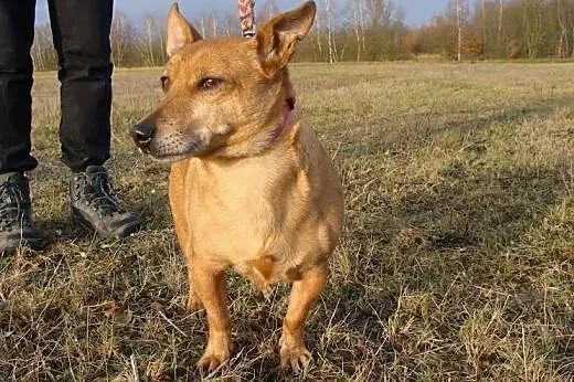 Malutki, wesoły Batmanek wciąż czeka na dom,  mało