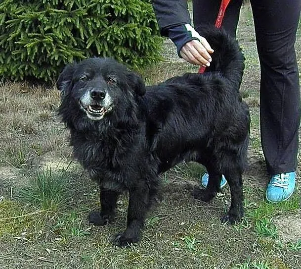 RUFI piesek mądry, ułożony PILNIE szuka domu