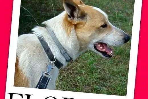 19 kg,do dzieci,rodzinny,uśmiechnięty 2 letni FLORIAN.Dam,  małopolskie Kraków
