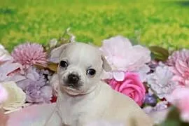 Chihuahua krótkowłosy chłopiec ZKwP FCI