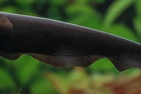 Duch amazoński - Duch brazylijski - Nożowiec - Apteronotus, Pomorskie, Gdańsk