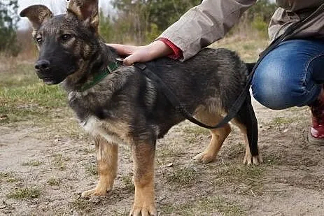 Majka, 7miesięczna sunia szuka domu!,  mazowieckie