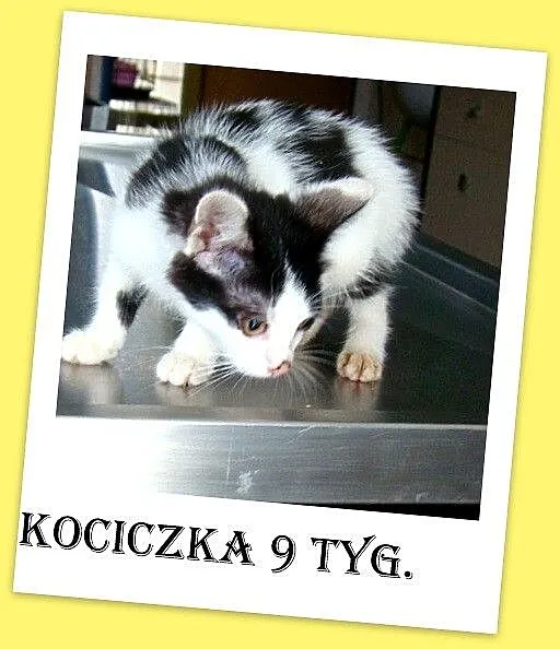 Kociczka 9 tyg, biało-czarna,wesolutka i miziasta,