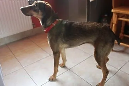 Młoda wesoła Luna szuka nowego domu,  śląskie Jawo