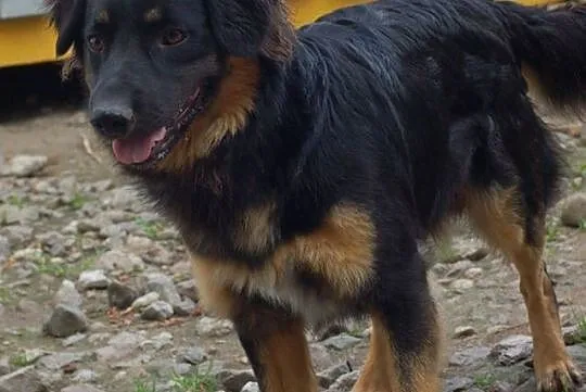 Rambo - młody, przyjazny psiak szuka domu
