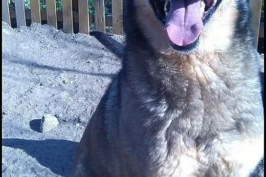 5 letni TOBI szuka domku, takiego na zawsze