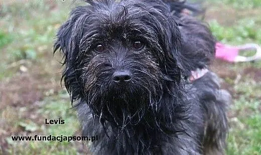 Levis - młody, włochaty psiak, mazowieckie Nowy D