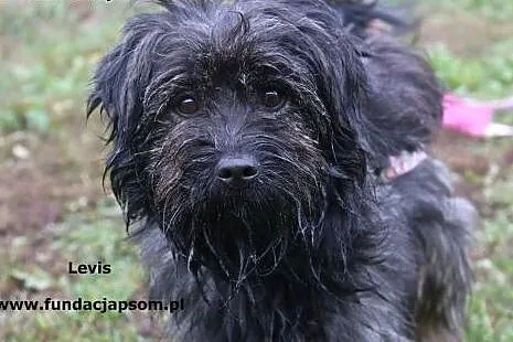 Levis - młody, włochaty psiak,  mazowieckie Nowy D