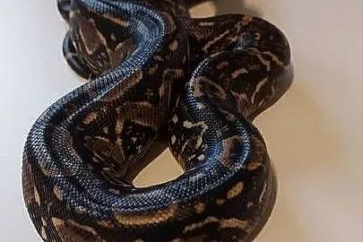 Boa Imperator Samica