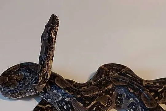 Boa Imperator Samica, Śląskie, Tychy
