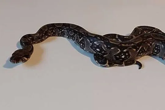 Boa Imperator Samica, Śląskie, Tychy