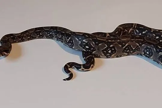 Boa Imperator Samica, Śląskie, Tychy
