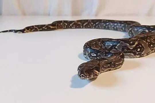 Boa Imperator Samica, Śląskie, Tychy