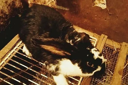 Sprzedam szczepionego królika samca krzyżówka Barana Francuskiego
