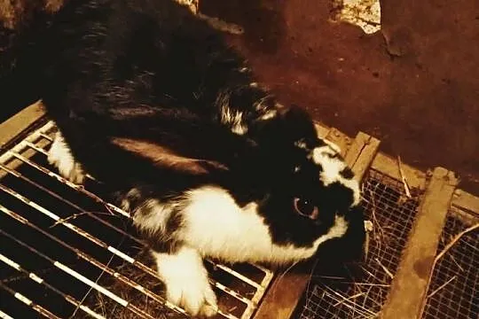 Sprzedam szczepionego królika samca krzyżówka Barana Francuskiego, Łódzkie, Trzepnica