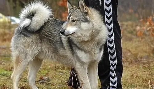 Boy - psi pieszczoch w typie husky szuka odpowiedz