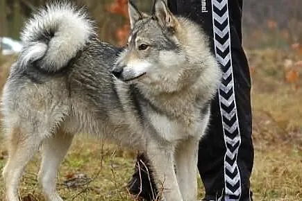 Boy - psi pieszczoch w typie husky szuka odpowiedz