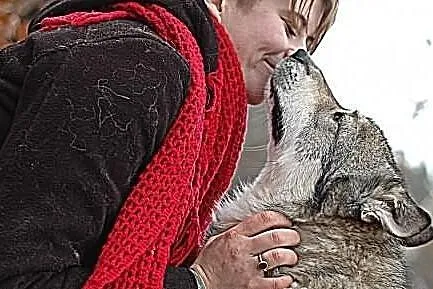 Boy - psi pieszczoch w typie husky szuka odpowiedz