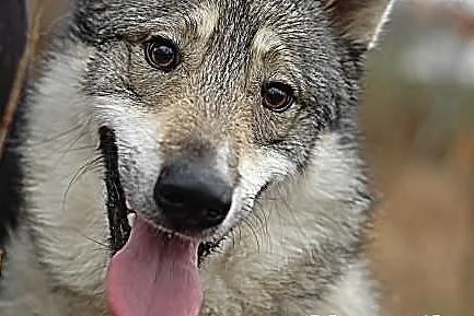 Boy - psi pieszczoch w typie husky szuka odpowiedz