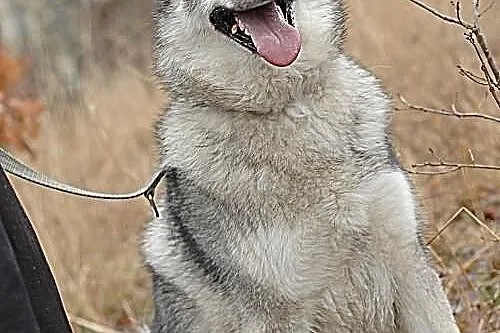 Boy - psi pieszczoch w typie husky szuka odpowiedz