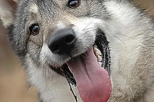 Boy - psi pieszczoch w typie husky szuka odpowiedz