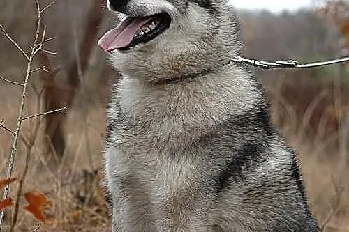Boy - psi pieszczoch w typie husky szuka odpowiedz